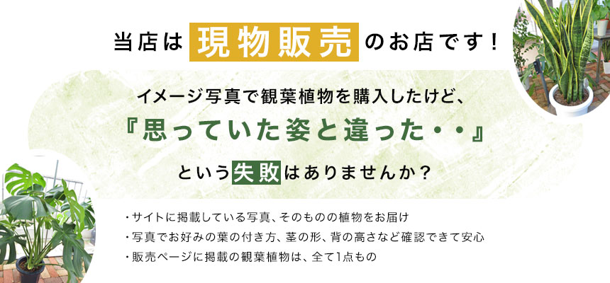 当店は現物販売のお店です！