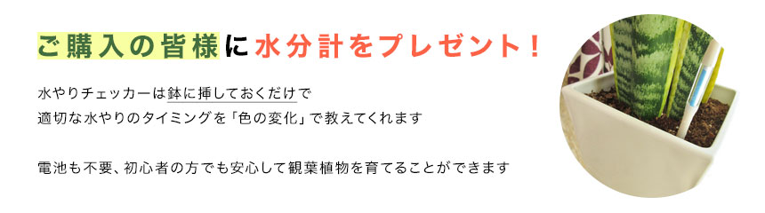 ご購入の皆様に水分計をプレゼント！