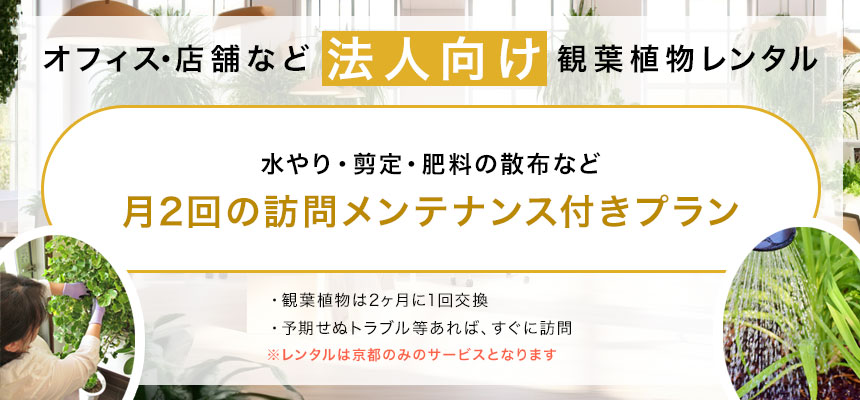 オフィス・店舗など法人向け観葉植物レンタル