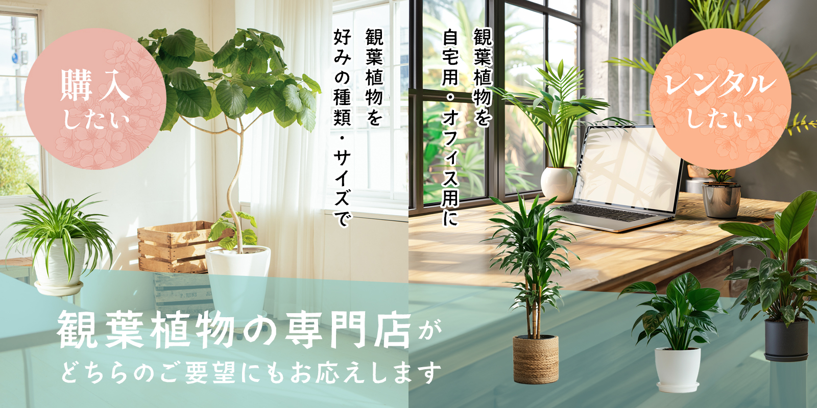 観葉植物の専門店がどちらのご要望にもお応えします！購入したい　レンタルしたい