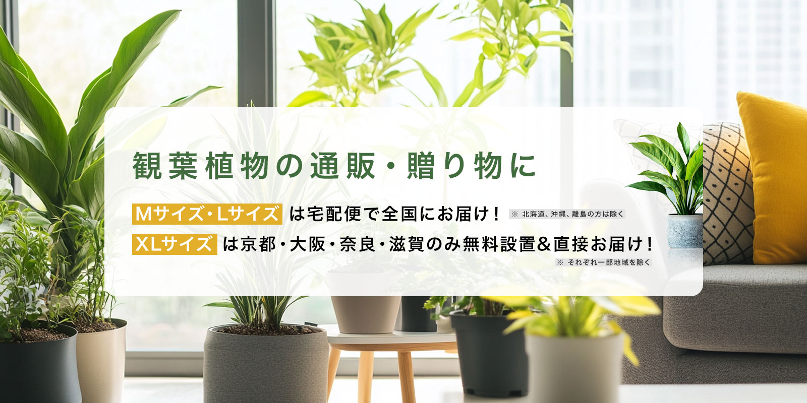 観葉植物の通販・贈り物に