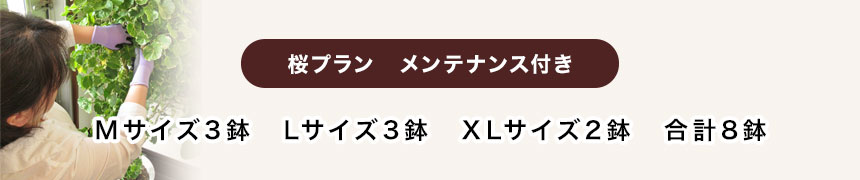 桜プラン　メンテナンス付き