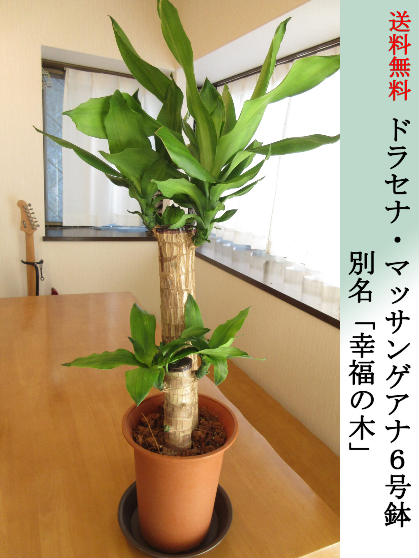 ドラセナ・マッサンゲアナ（幸福の木）6号鉢　Mサイズ　高さ80cm前後　全国送料無料　鉢皿付き　水やりチェッカープレゼント　無料ギフト対応