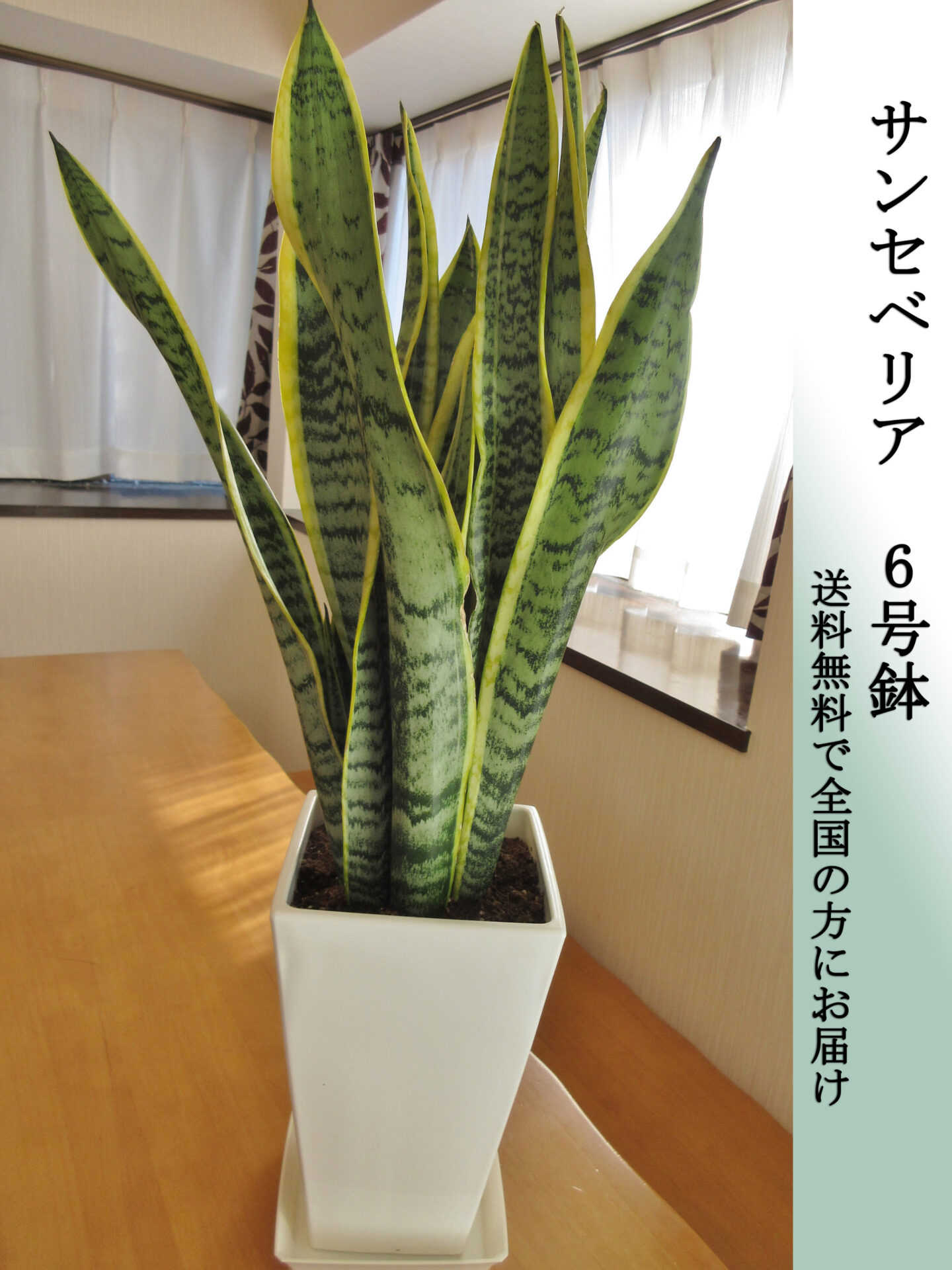 サンセベリア6号鉢　Mサイズ　高さ70cm前後　全国送料無料　鉢皿付き　水やりチェッカープレゼント　無料ギフト対応
