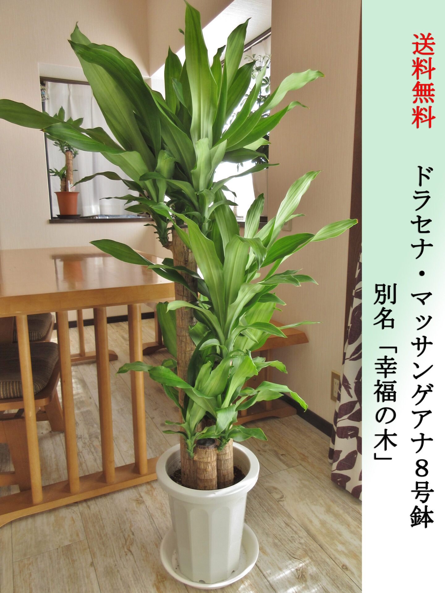 ドラセナ・マッサンゲアナ（幸福の木）8号鉢　Lサイズ　高さ120cm前後　全国送料無料　鉢皿付き　水やりチェッカープレゼント　無料ギフト対応