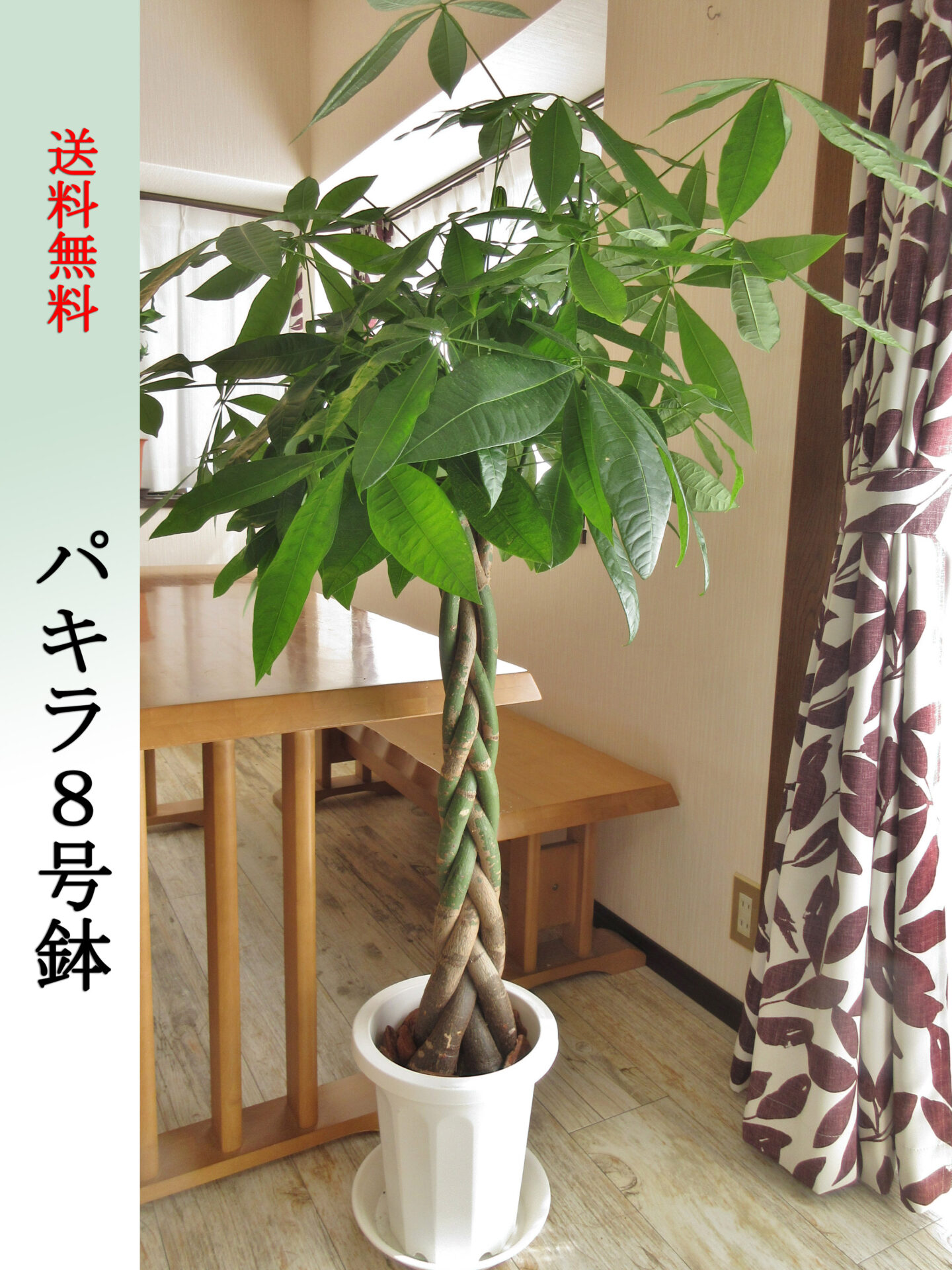 パキラ8号鉢　Lサイズ　高さ130cm前後　全国送料無料　鉢皿付き　水やりチェッカープレゼント　無料ギフト対応