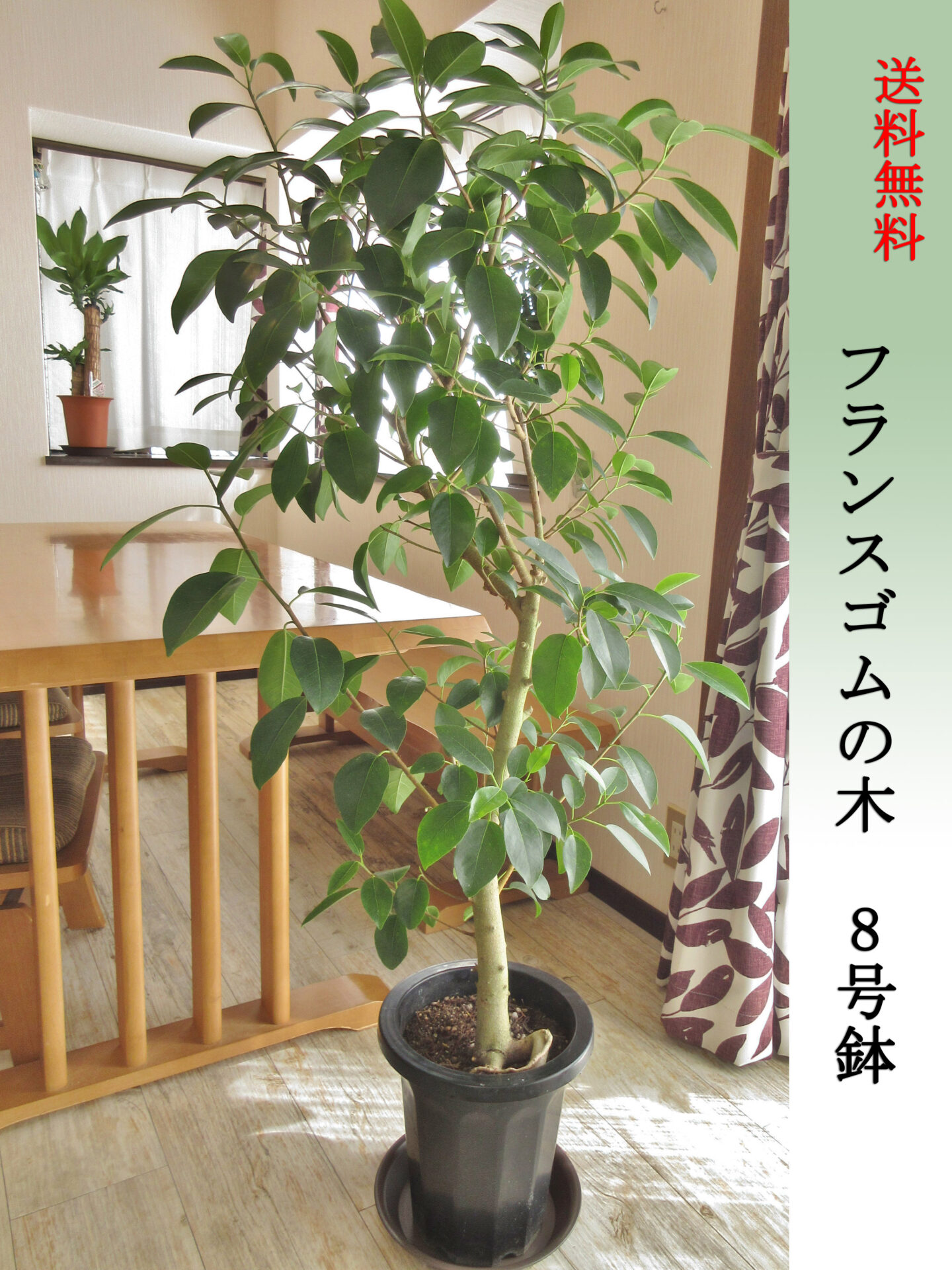 フランスゴムの木　8号鉢　Lサイズ　高さ130cm前後　全国送料無料　鉢皿付き　水やりチェッカープレゼント　無料ギフト対応