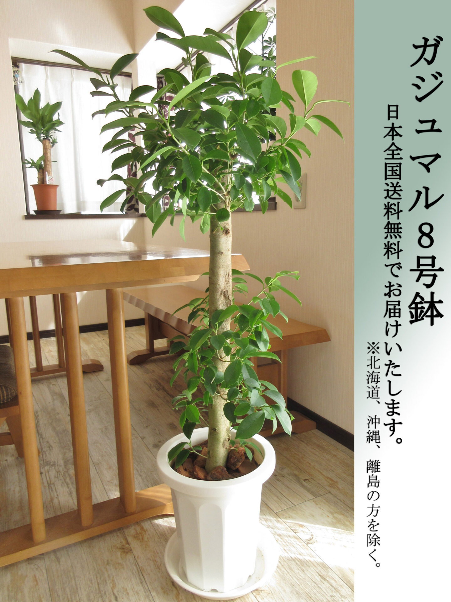 ガジュマル8号鉢　ストレート　Lサイズ　高さ110cm前後　全国送料無料　鉢皿付き　水やりチェッカープレゼント　無料ギフト対応