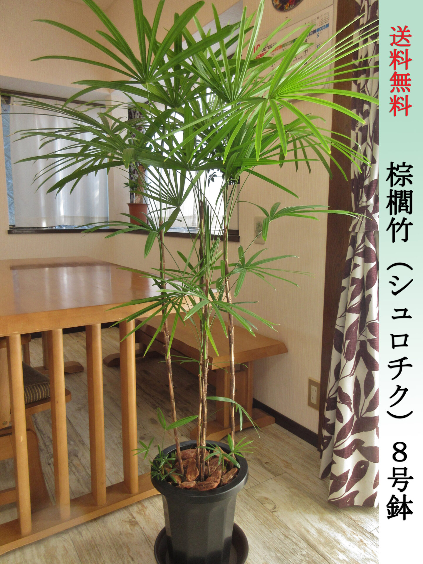シュロチク（棕櫚竹）8号鉢　Lサイズ　高さ130cm前後　全国送料無料　鉢皿付き　水やりチェッカープレゼント　無料ギフト対応