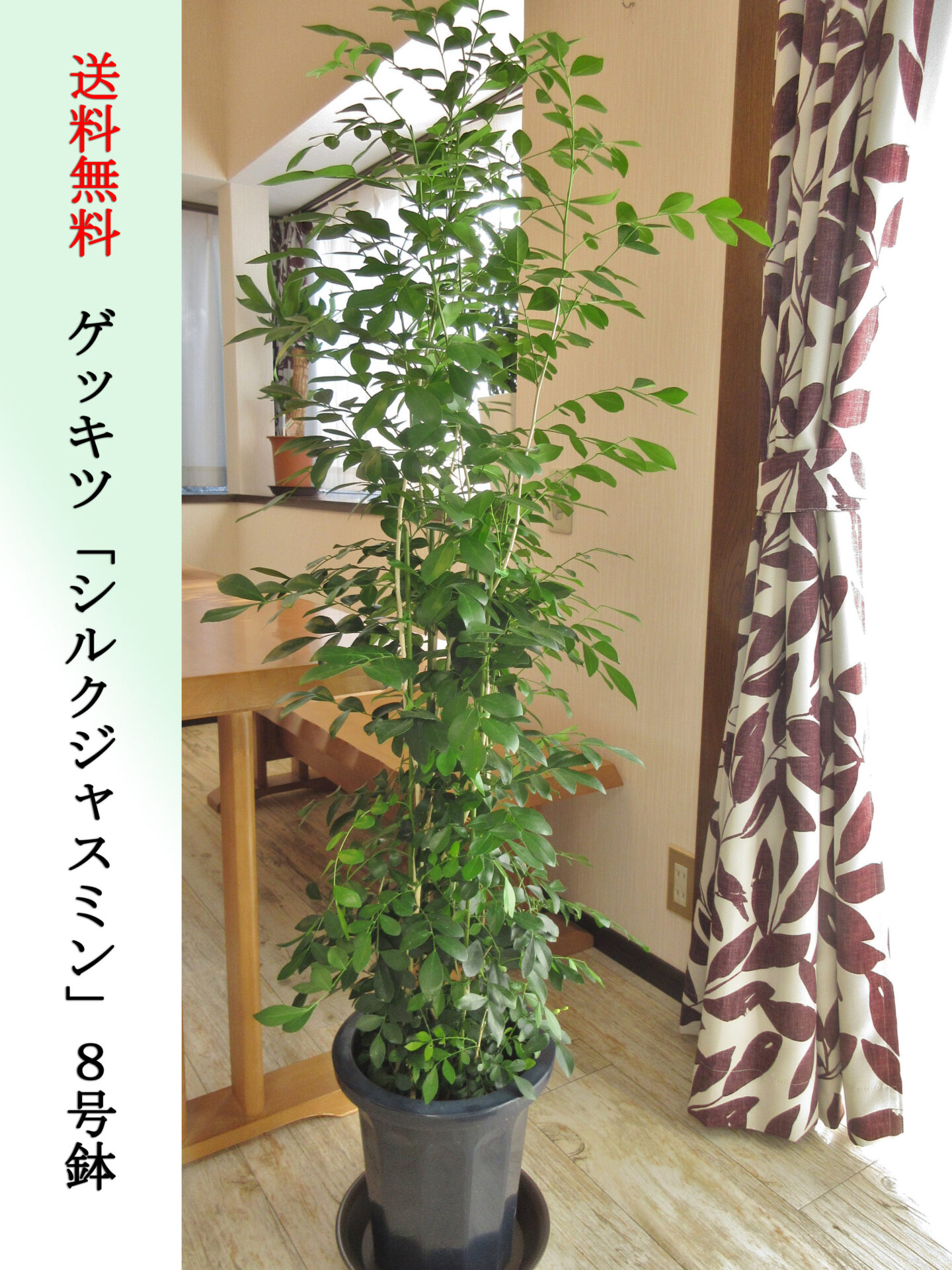 シルクジャスミン（ゲッキツ）8号鉢　Lサイズ　高さ130cm前後　全国送料無料　鉢皿付き　水やりチェッカープレゼント　無料ギフト対応