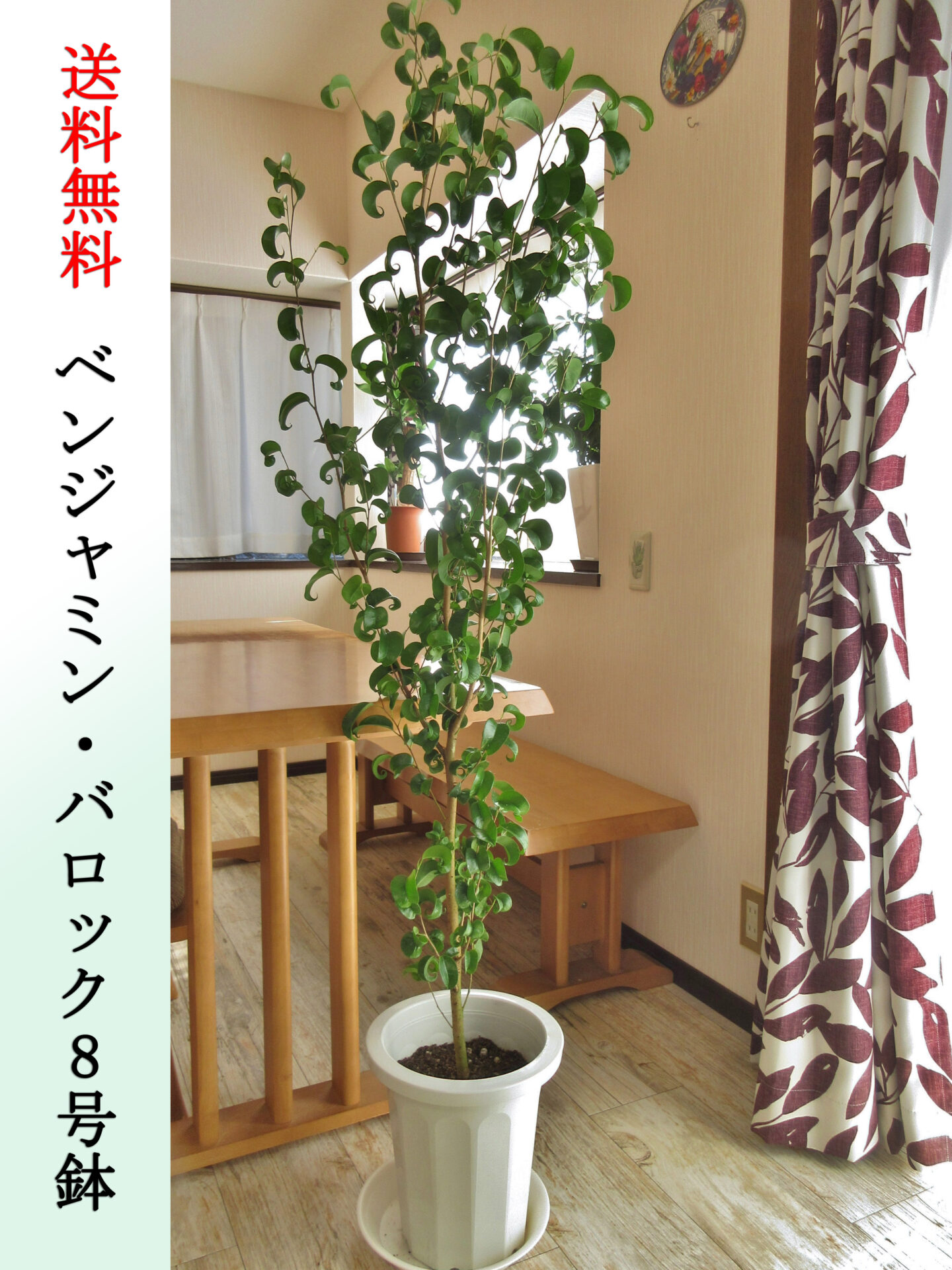 ベンジャミンバロック8号鉢　Lサイズ　高さ140cm前後　全国送料無料　鉢皿付き　水やりチェッカープレゼント　無料ギフト対応