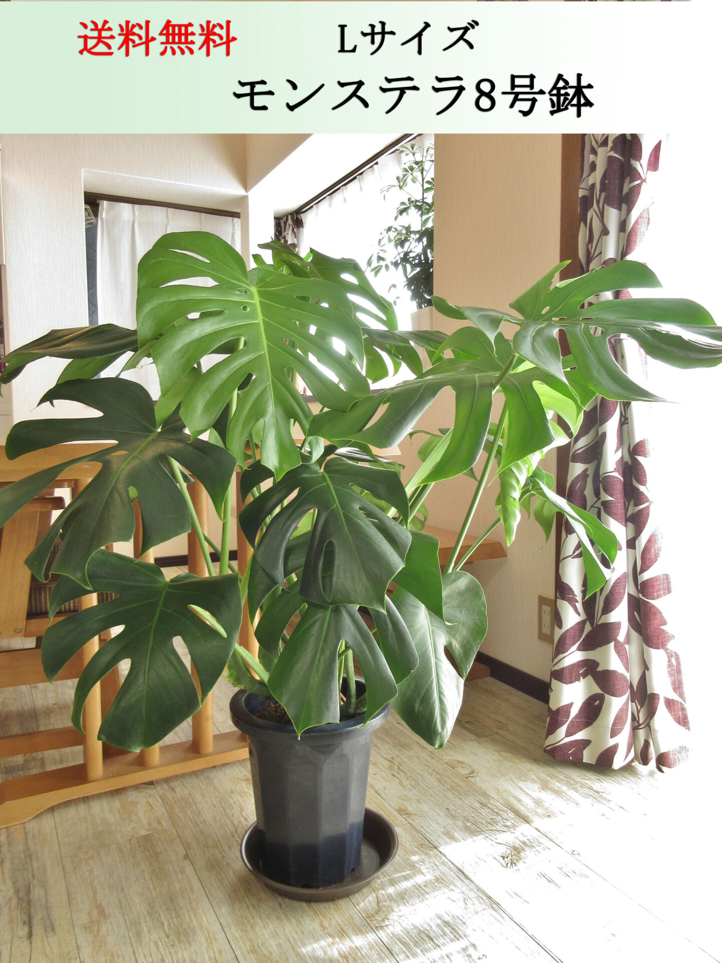モンステラ8号鉢　Lサイズ　高さ100cm前後　全国送料無料　鉢皿付き　水やりチェッカープレゼント　無料ギフト対応
