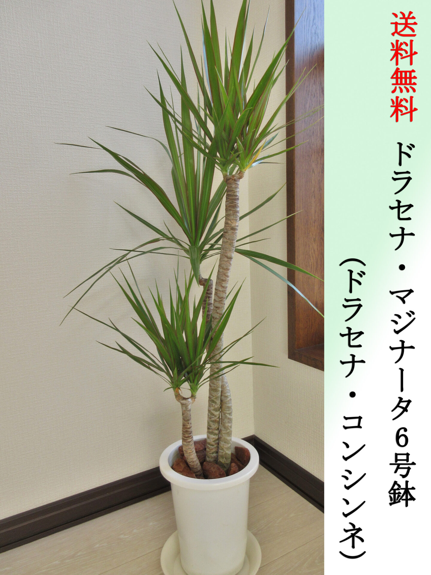 ドラセナ・マジナータ（コンシンネ）6号鉢　Mサイズ　高さ100cm前後　全国送料無料　鉢皿付き　水やりチェッカープレゼント　無料ギフト対応