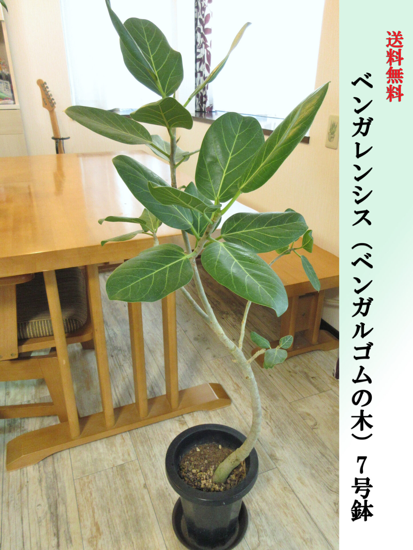 ベンガレンシス（ベンガルゴムの木）7号鉢　Mサイズ　高さ100cm前後　全国送料無料　鉢皿付き　水やりチェッカープレゼント　無料ギフト対応