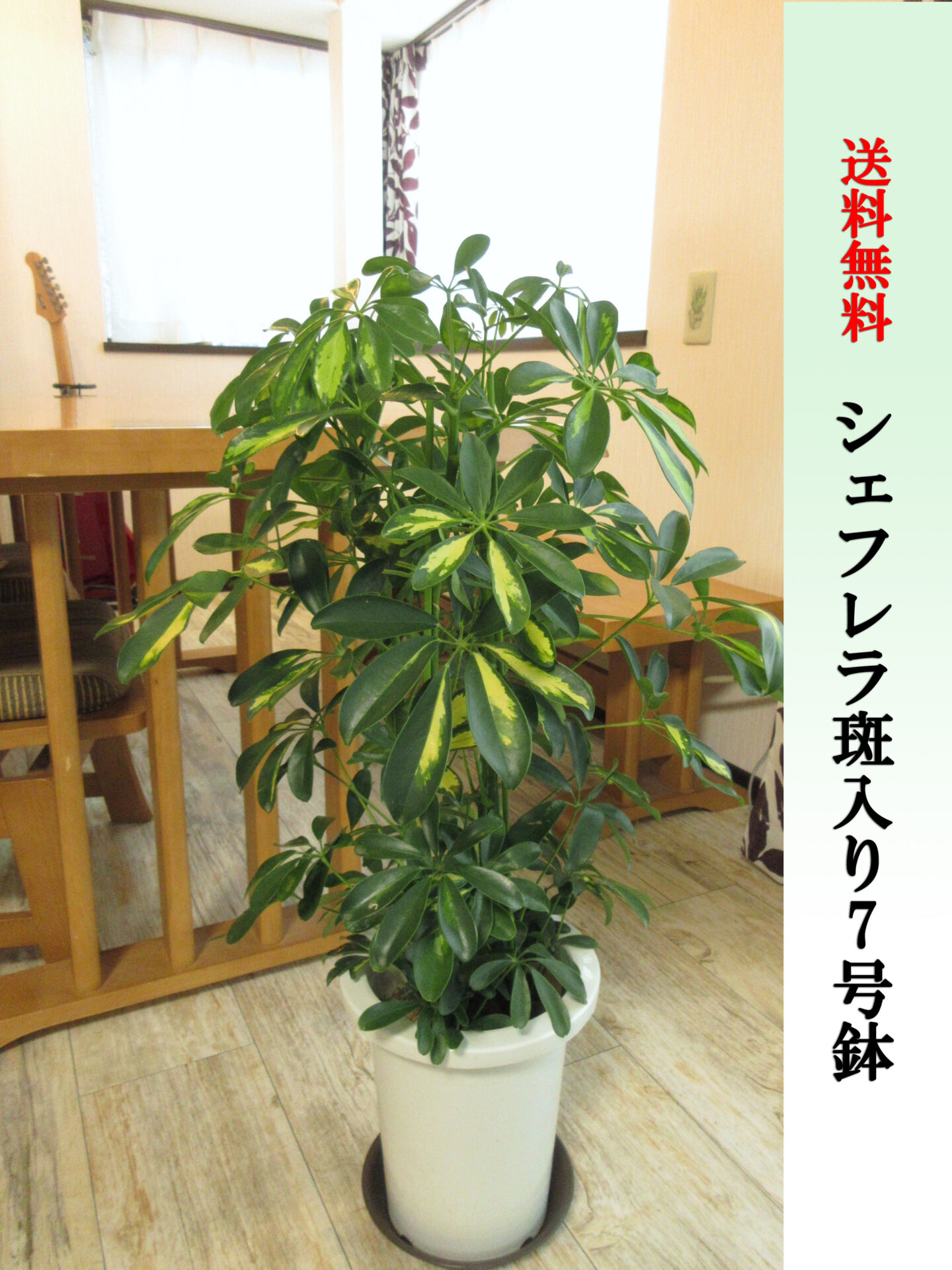 シェフレラ（斑入り）7号鉢　Mサイズ　高さ80cm前後　全国送料無料　宅配便でお届け　鉢皿付き　水やりチェッカープレゼント　無料ギフト対応