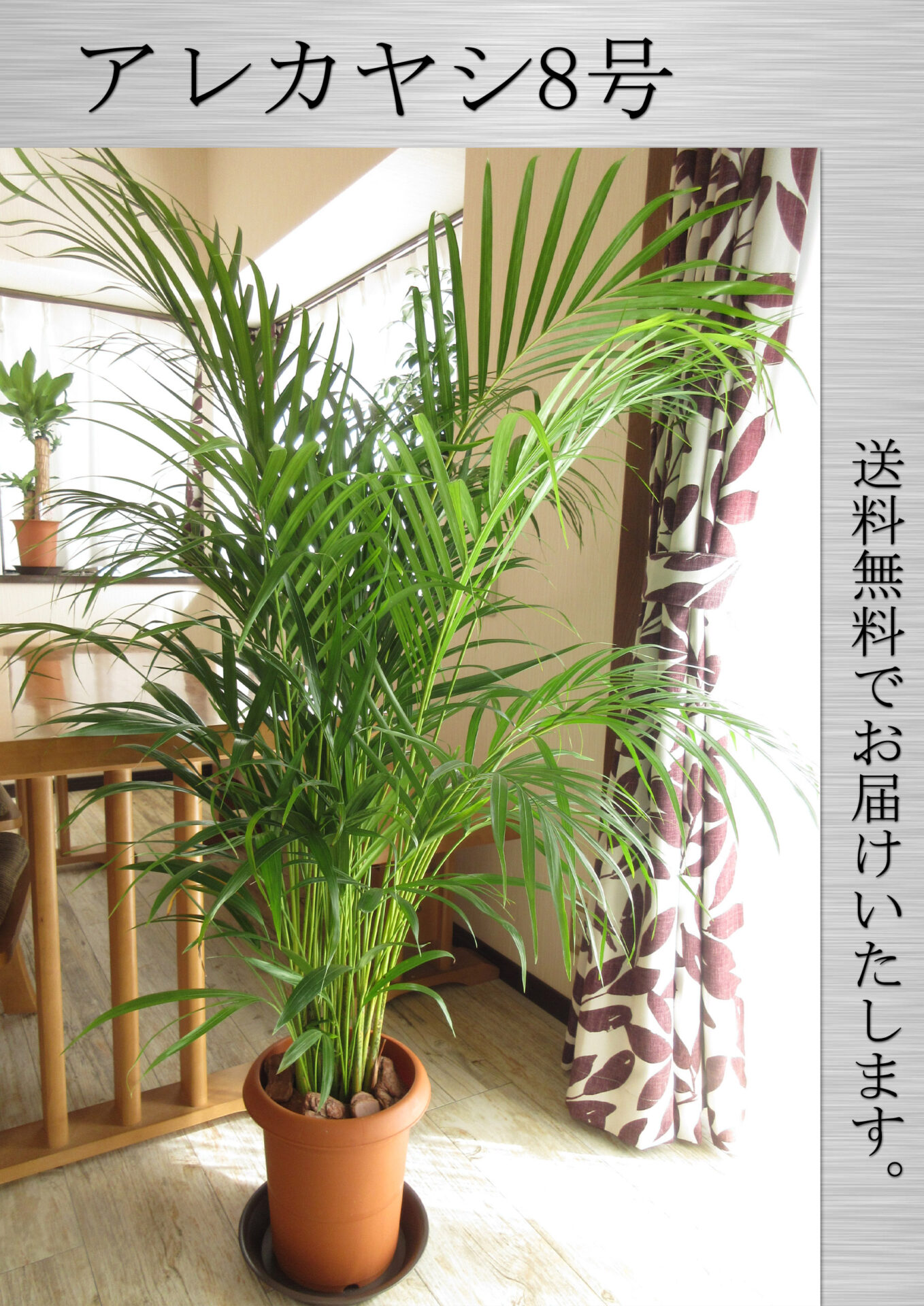 アレカヤシ8号鉢　Lサイズ　高さ130cm前後　全国送料無料　鉢皿付き　水やりチェッカープレゼント　無料ギフト対応