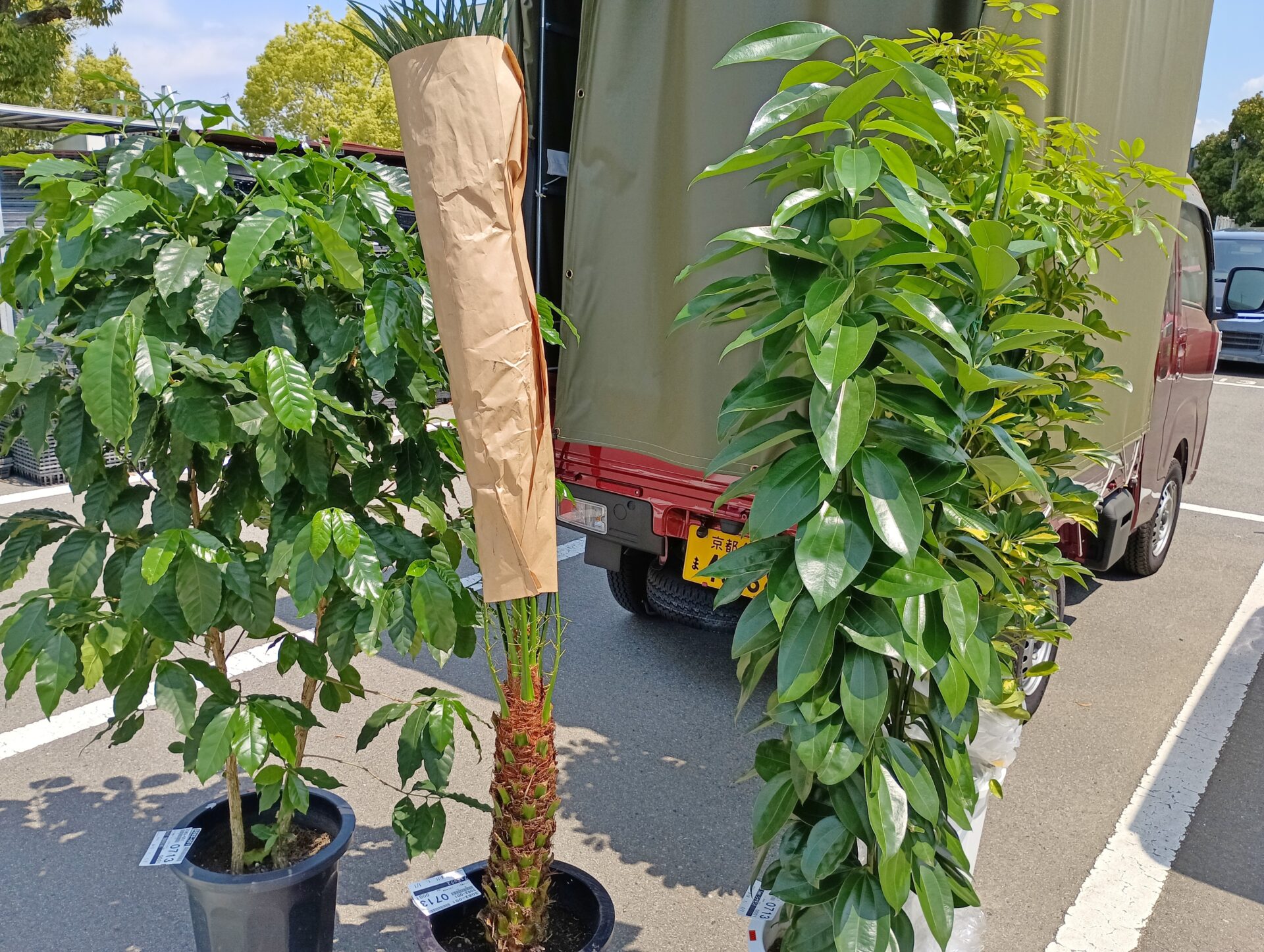グリーンレンタル向け観葉植物のご紹介です。