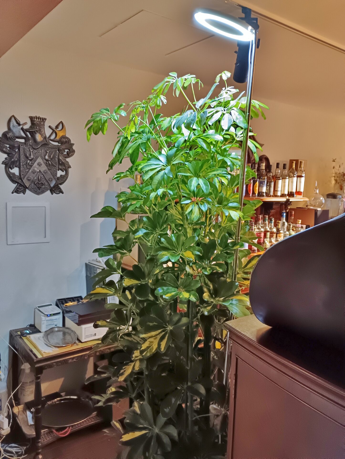 京都市内のバーに植物の入れ替えをさせて頂きました。